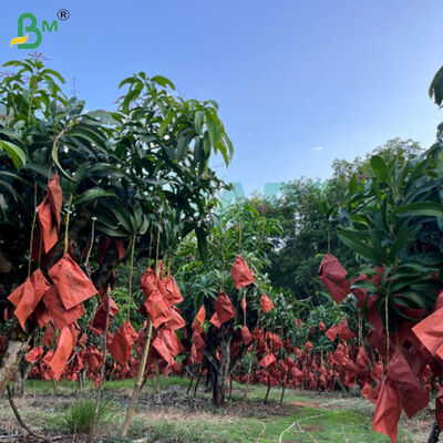 56 g de papier rouge et noir à l'un des côtés pour la culture de la mangue, papier de protection des fruits résistant aux intempéries